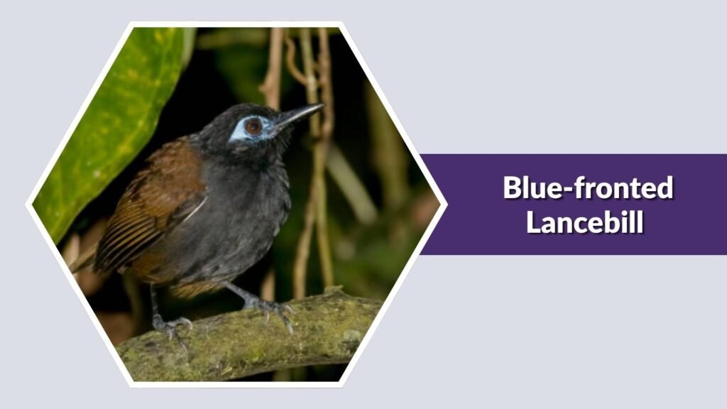 Blue-fronted Lancebill