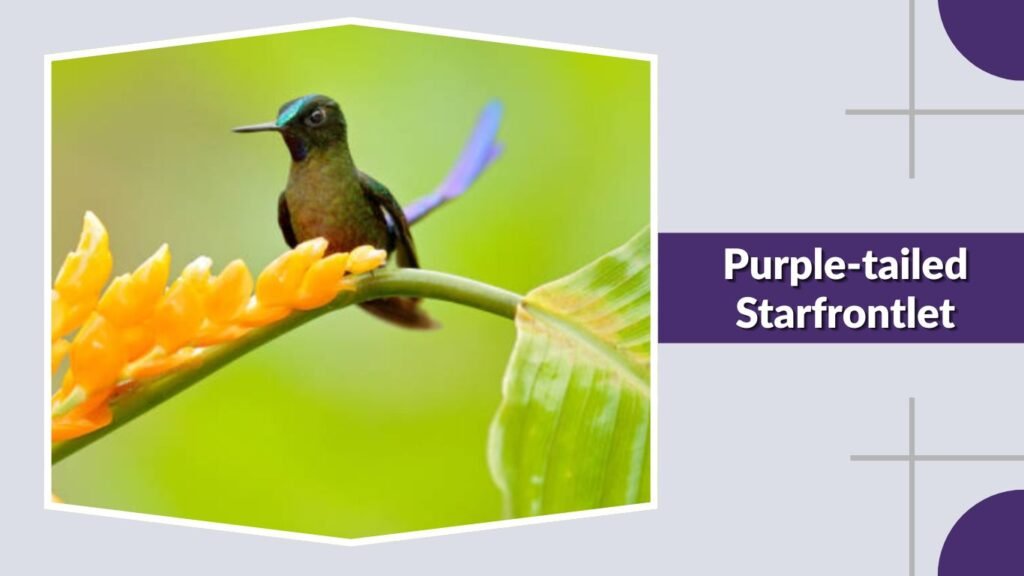 Purple-tailed Starfrontlet