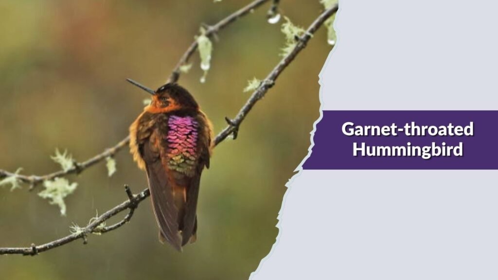  Garnet-throated Hummingbird