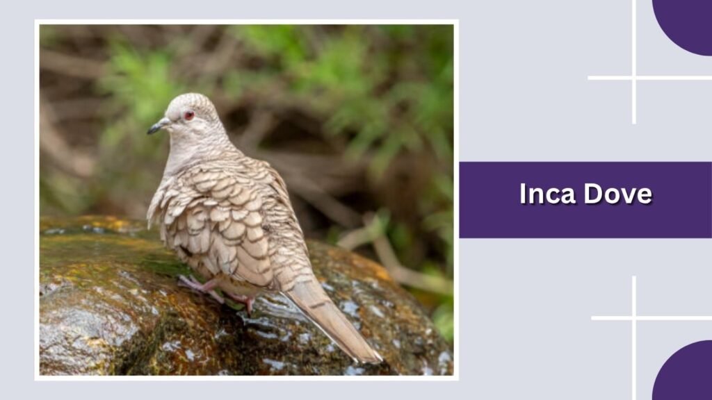 Inca Dove