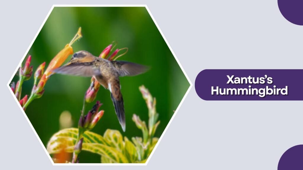 Xantus’s Hummingbird