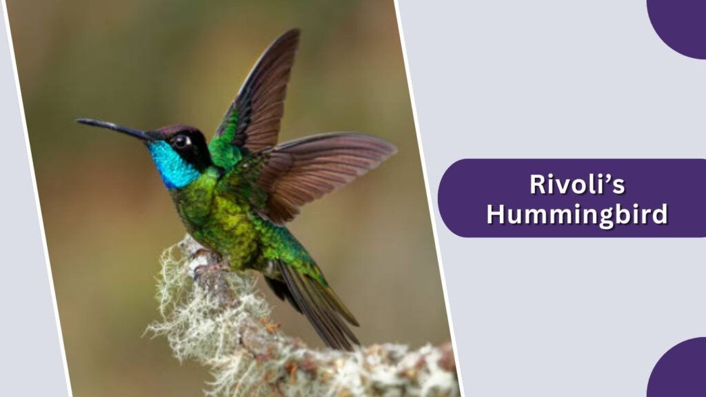 Rivoli’s Hummingbird