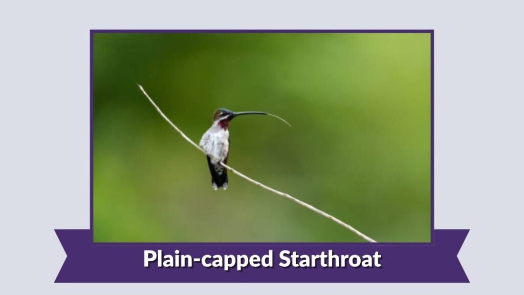 Plain-capped Starthroat