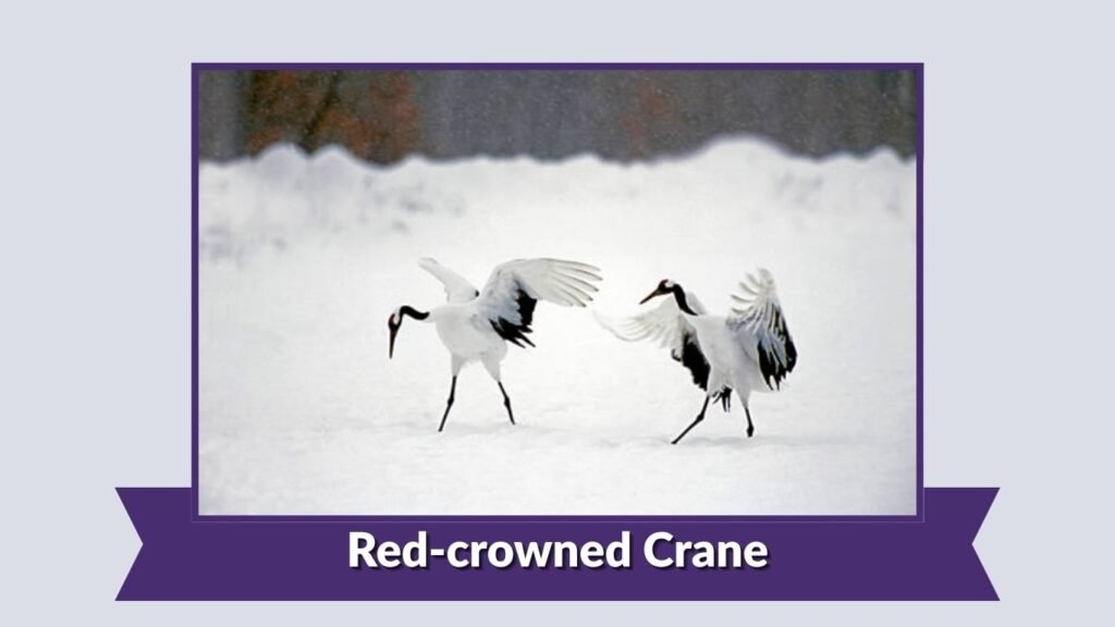  Red-crowned Crane