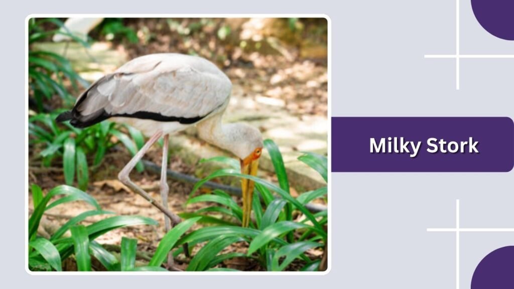 Milky Stork