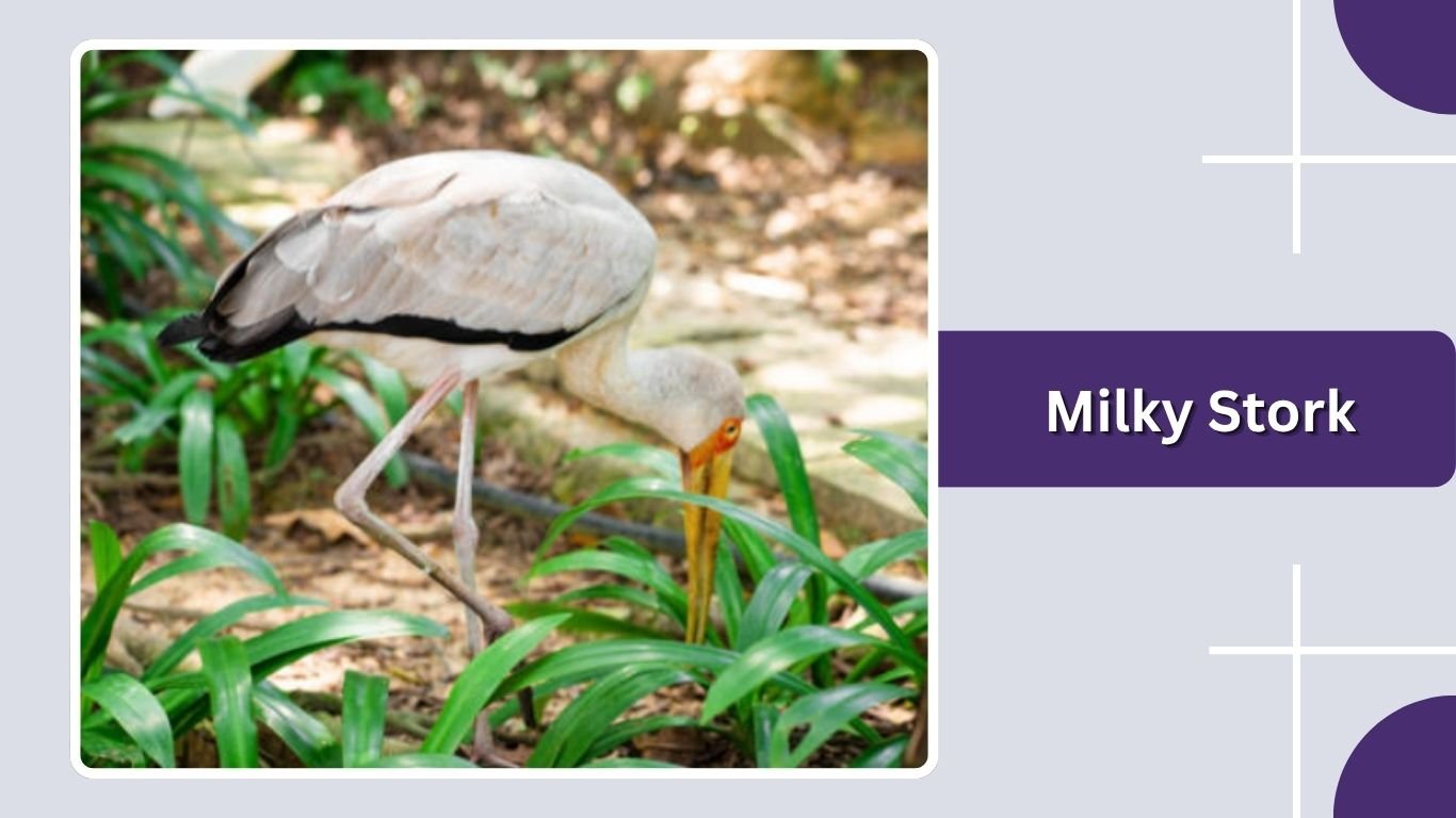 20 Types of Stork Birds: Identification Guide