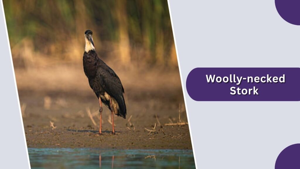  Woolly-necked Stork