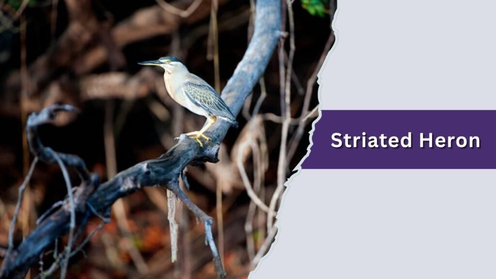 Striated Heron