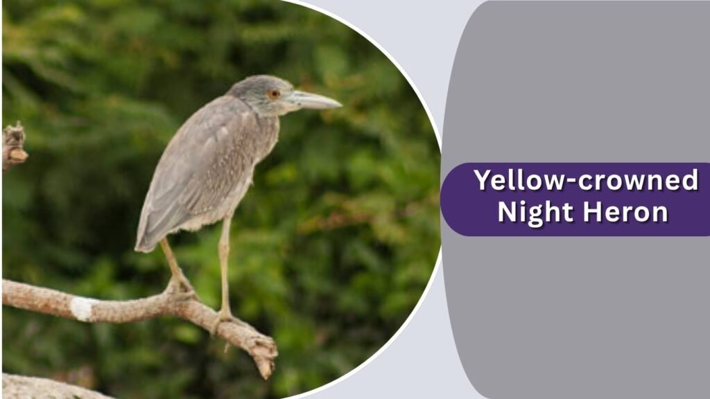  Yellow-crowned Night Heron
