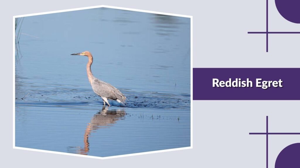  Reddish Egret