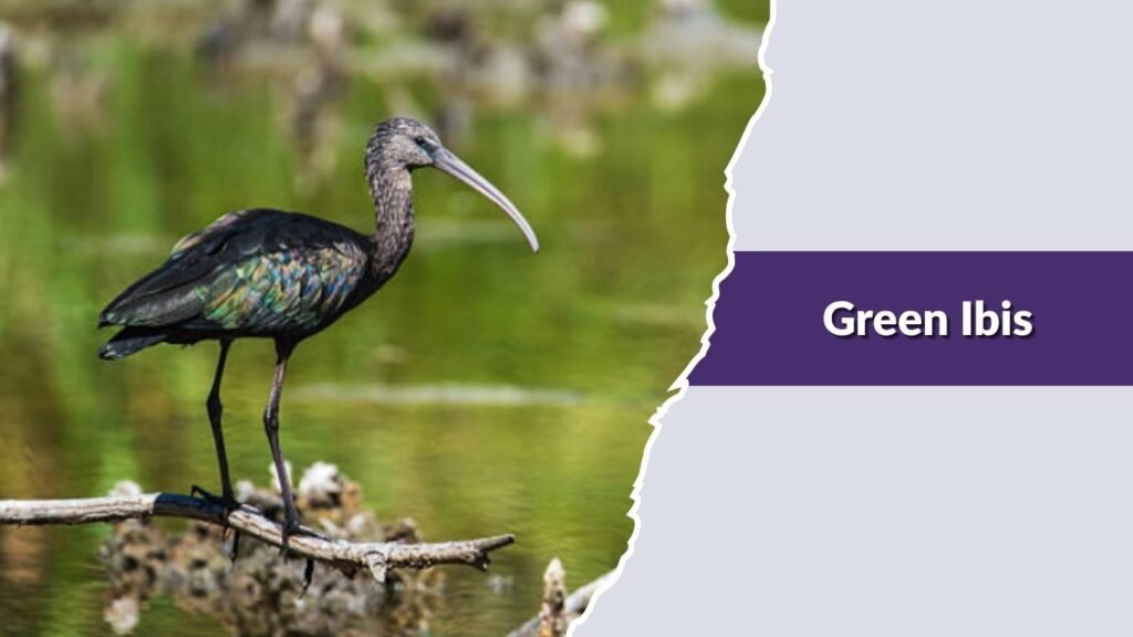 Green Ibis