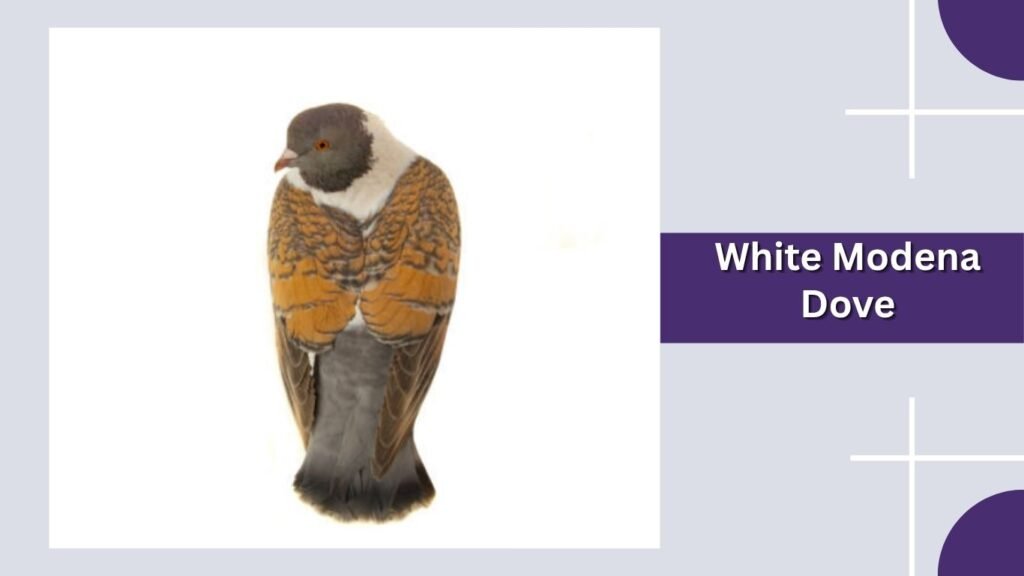  White Modena Dove