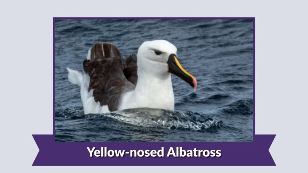  Yellow-nosed Albatross