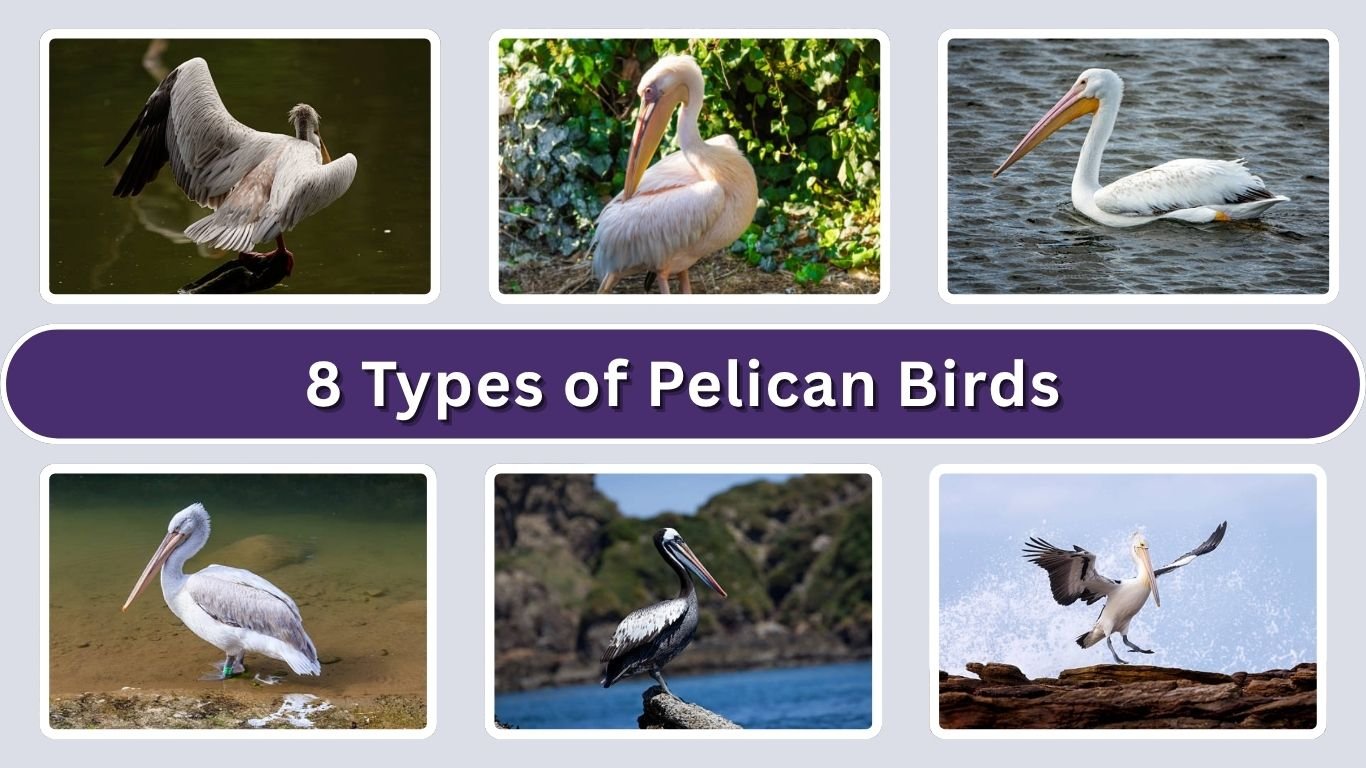 8 Types of Pelican Birds: Different Species Identification