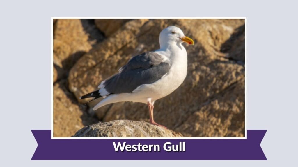 Western Gull