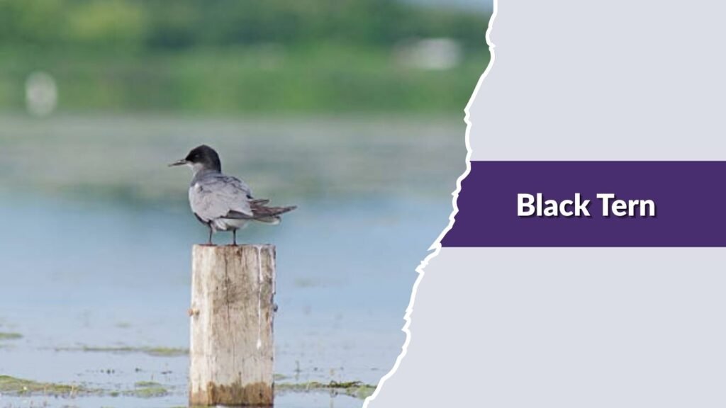 Black Tern