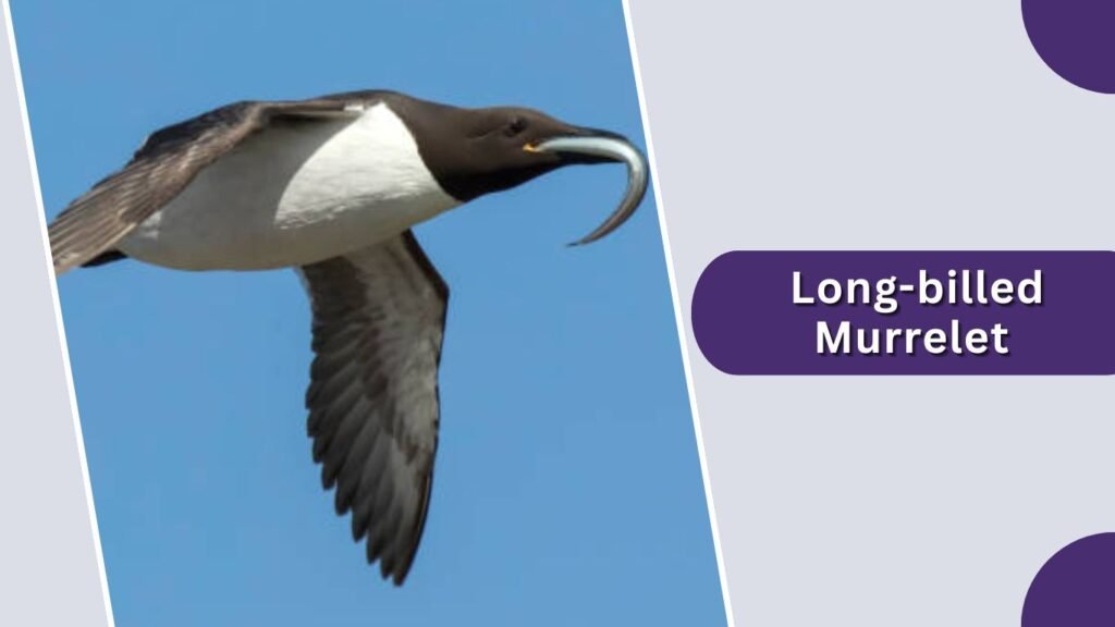 Long-billed Murrelet