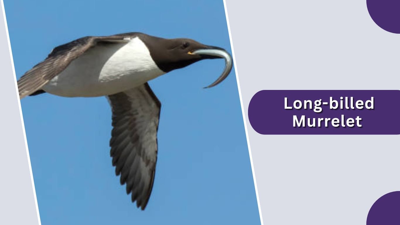 20 Types of Auk Birds: Species Identification Guide