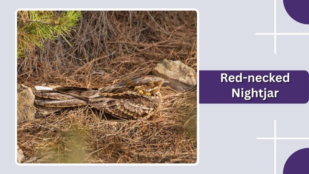 Red-necked Nightjar