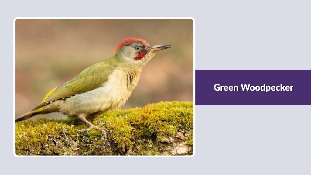 Green Woodpecker