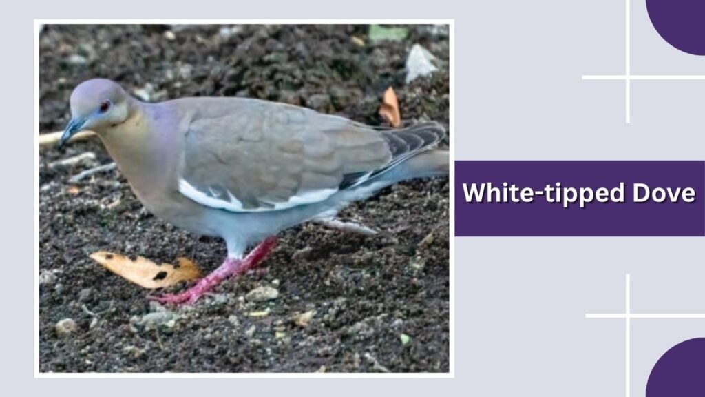  White-tipped Dove