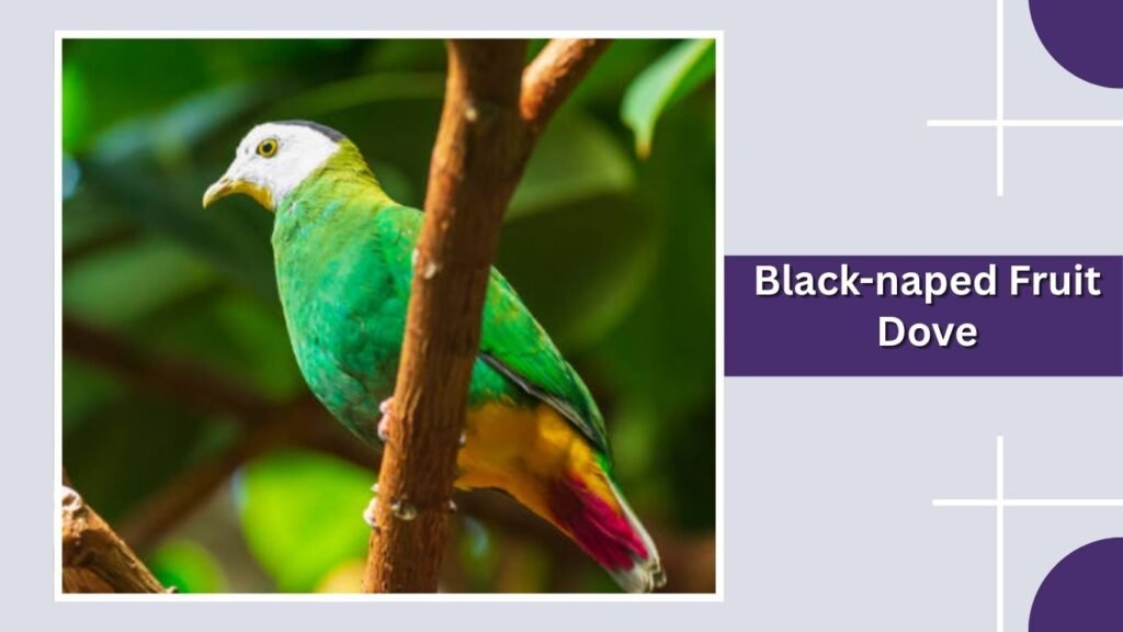 Black-naped Fruit Dove