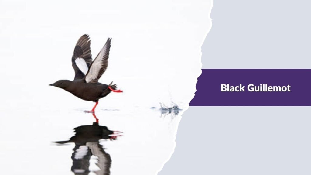  Black Guillemot