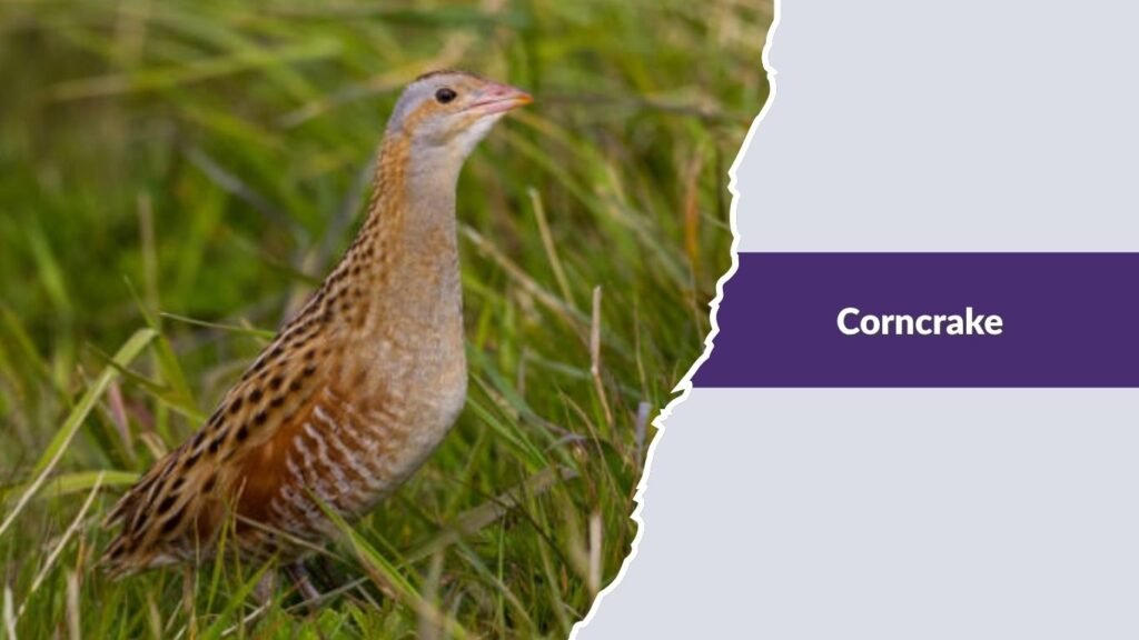 Corncrake