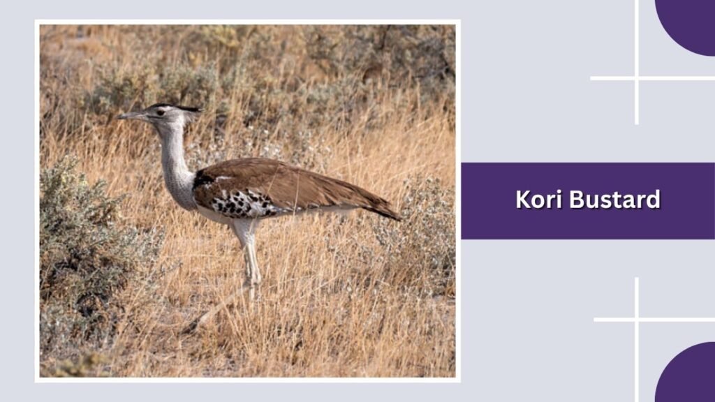 Kori Bustard