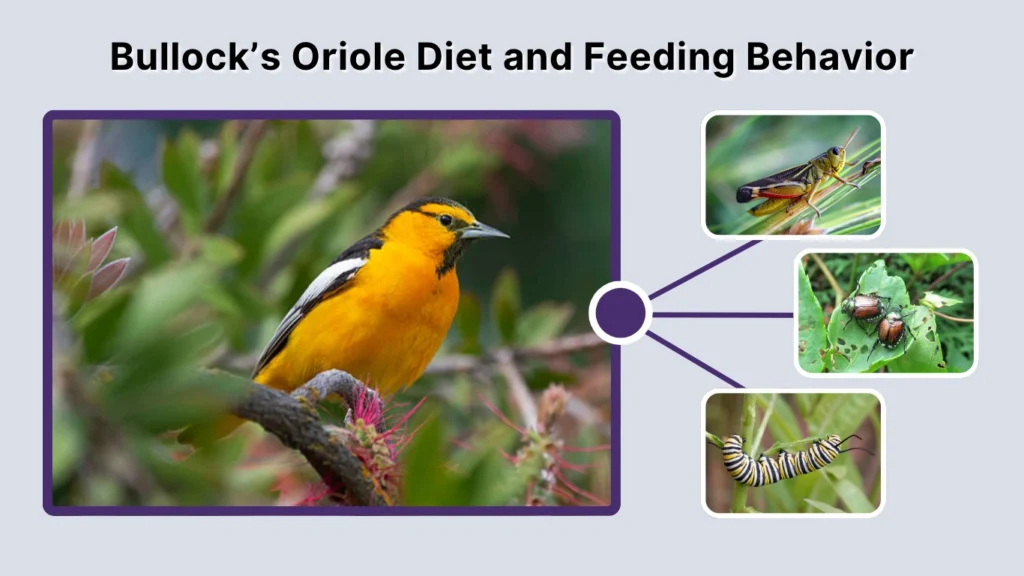 Bullock’s Oriole Diet and Feeding Behavior