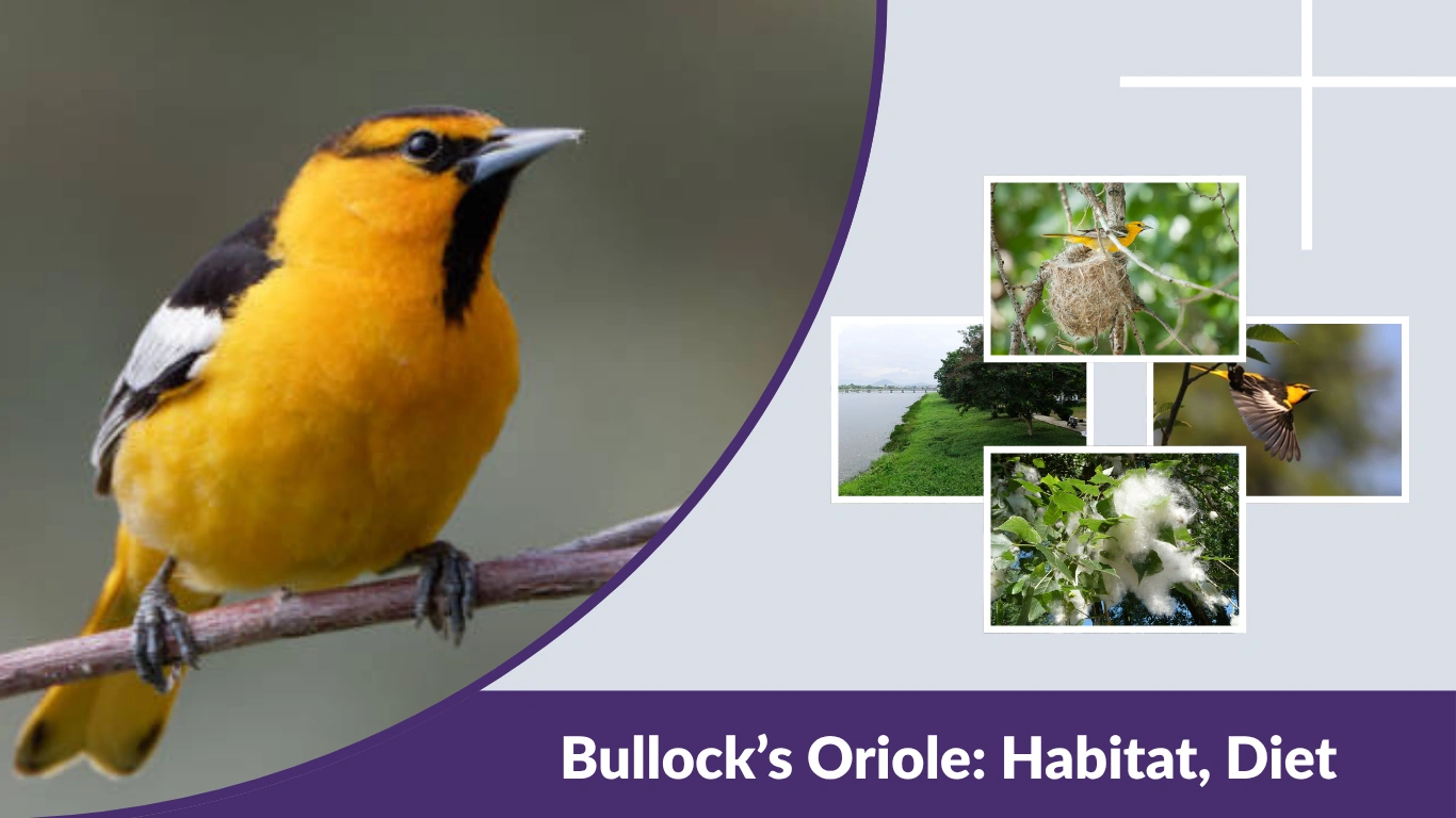 Bullock’s Oriole: Habitat, Diet, Nesting, Migration & Facts
