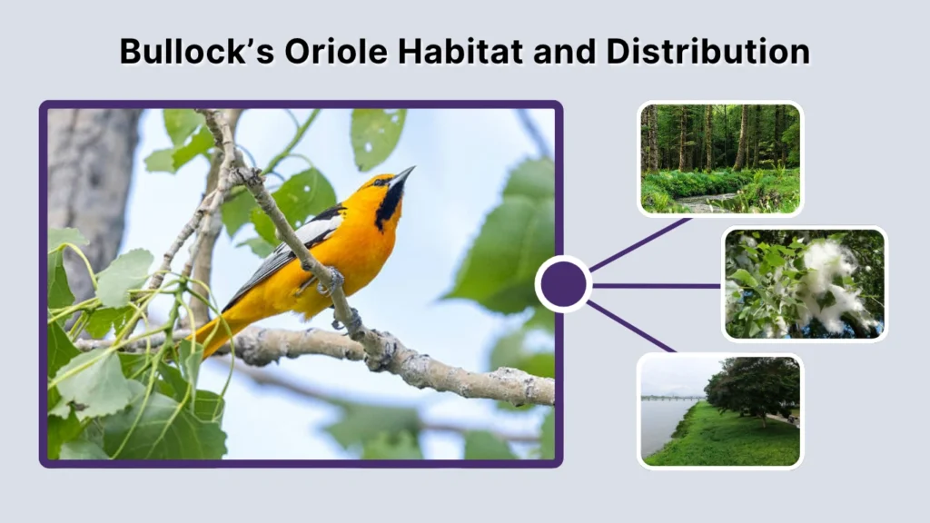 Bullock’s Oriole Habitat and Distribution