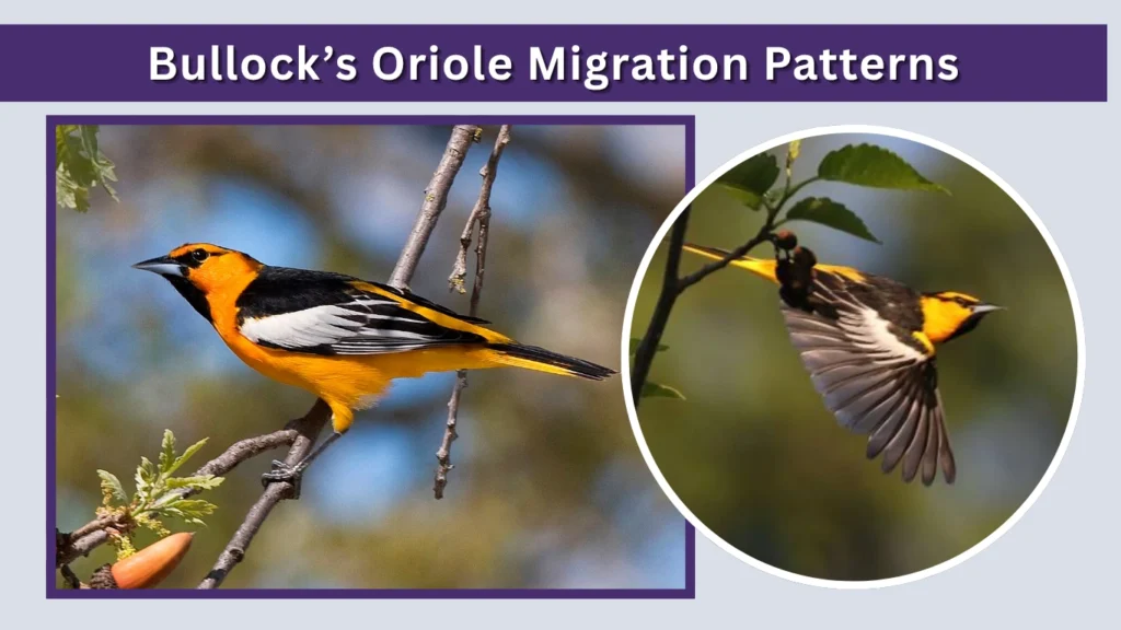 Bullock’s Oriole Migration Patterns