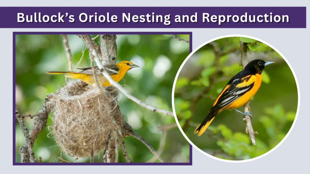 Bullock’s Oriole Nesting and Reproduction