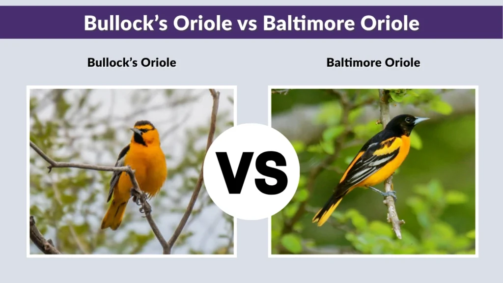 Bullock’s Oriole vs Baltimore Oriole