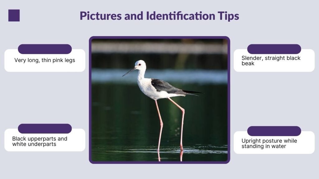 Pictures and Identification Tips