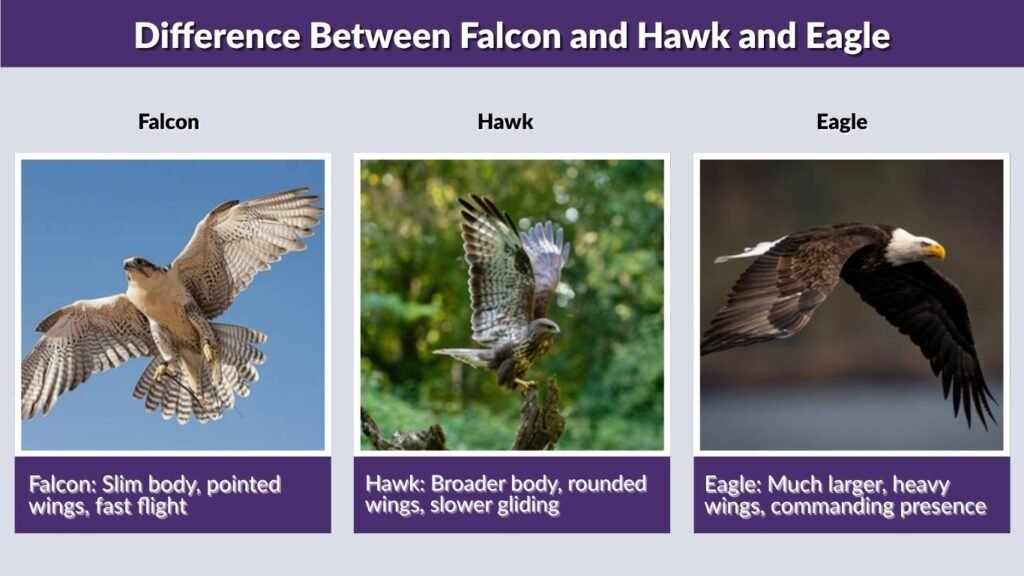 Difference Between Falcon, Hawk, and Eagle