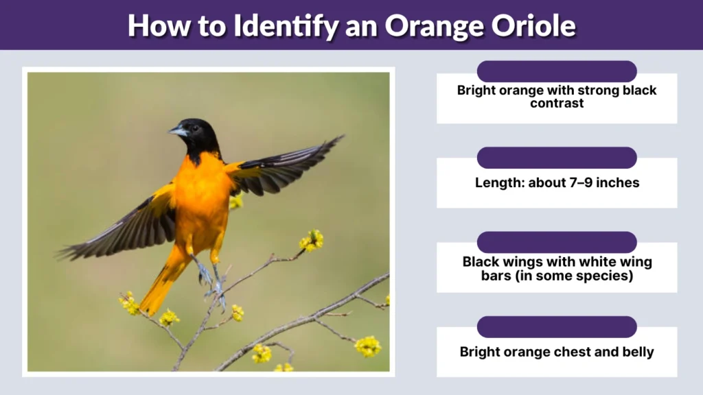 How to Identify an Orange Oriole