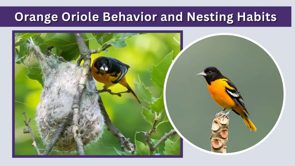 Orange Oriole Behavior and Nesting Habits