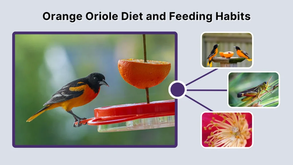Orange Oriole Diet and Feeding Habits