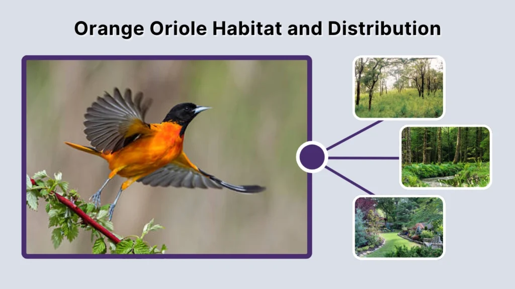 Orange Oriole Habitat and Distribution
