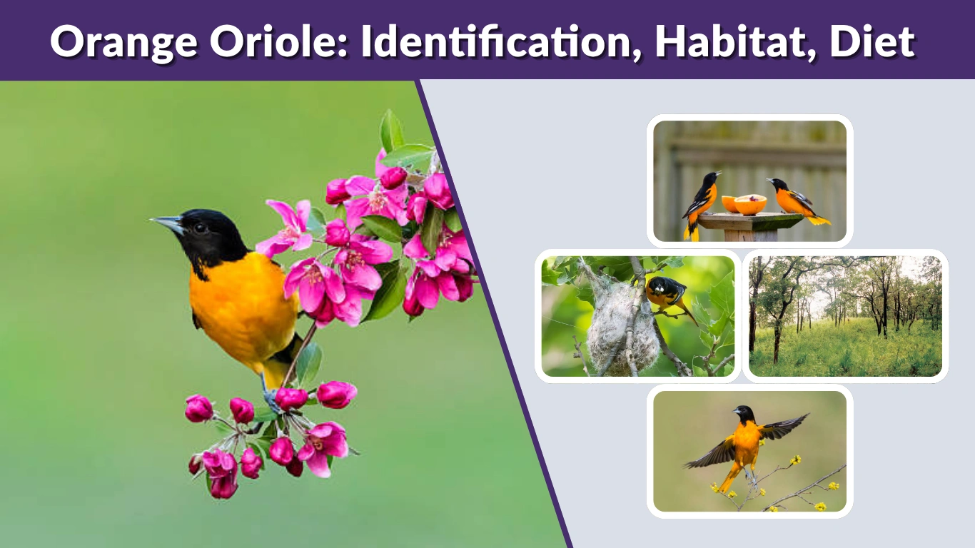 Orange Oriole Identification, Habitat, Diet & How to Attract Them