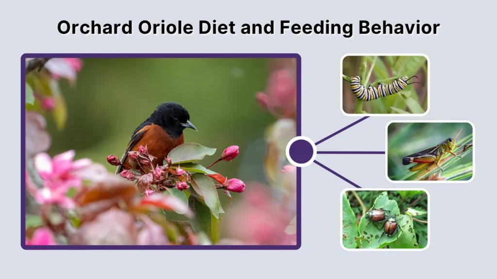 Orchard Oriole Diet and Feeding Behavior