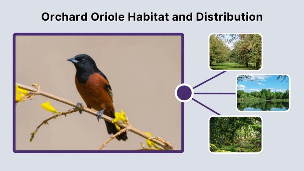 Orchard Oriole Habitat and Distribution
