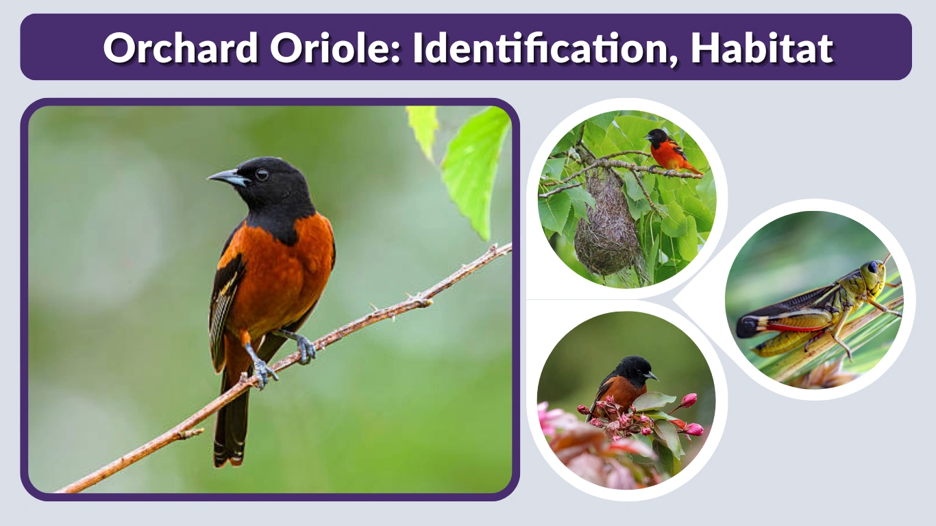 Orchard Oriole: Identification, Habitat, Diet & Migration Guide