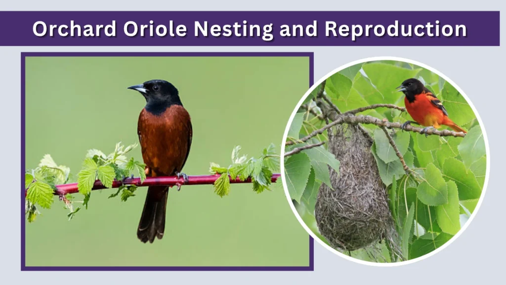 Orchard Oriole Nesting and Reproduction