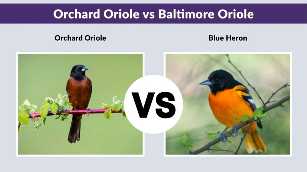 Orchard Oriole vs Baltimore Oriole
