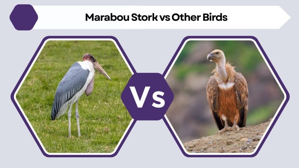 Marabou Stork vs Other Birds