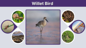 Willet Pattern Willet Bird Facts, Identification, Diet, and Range