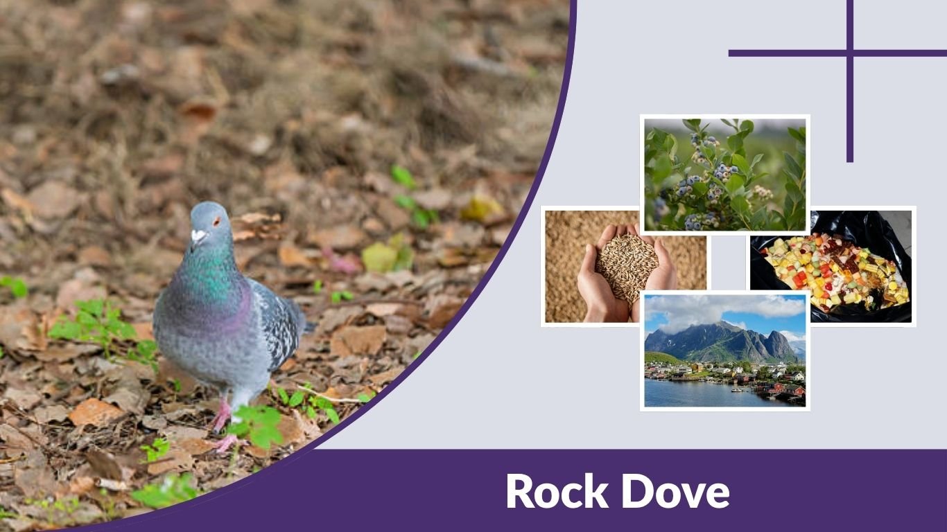 Rock Dove: Identification, Diet and Habitat Guide